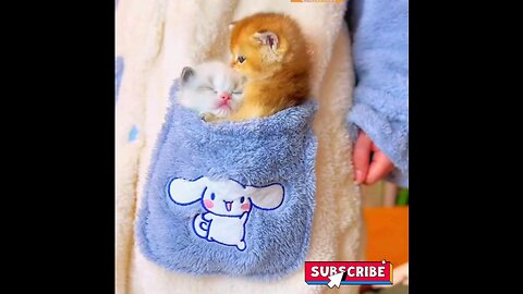 beautiful kitten 👌 trending video