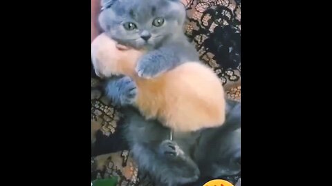 hey one in a million Love 🐱💖 Cute Animal kitten hugs huppy