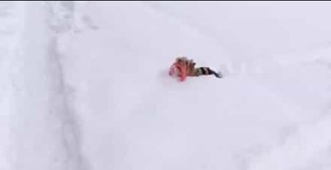 Dog has great difficulty walking in the snow
