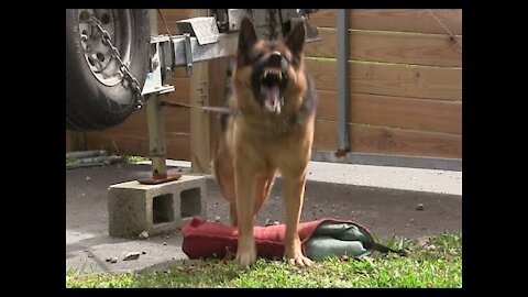 Watch This Step by Step Process on Guard Dog Training!