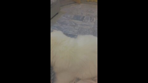 Animals love