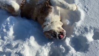 No one loves snow more than a St. Bernard.
