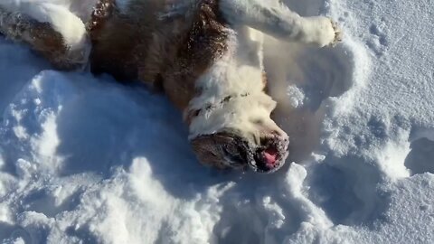 No one loves snow more than a St. Bernard.