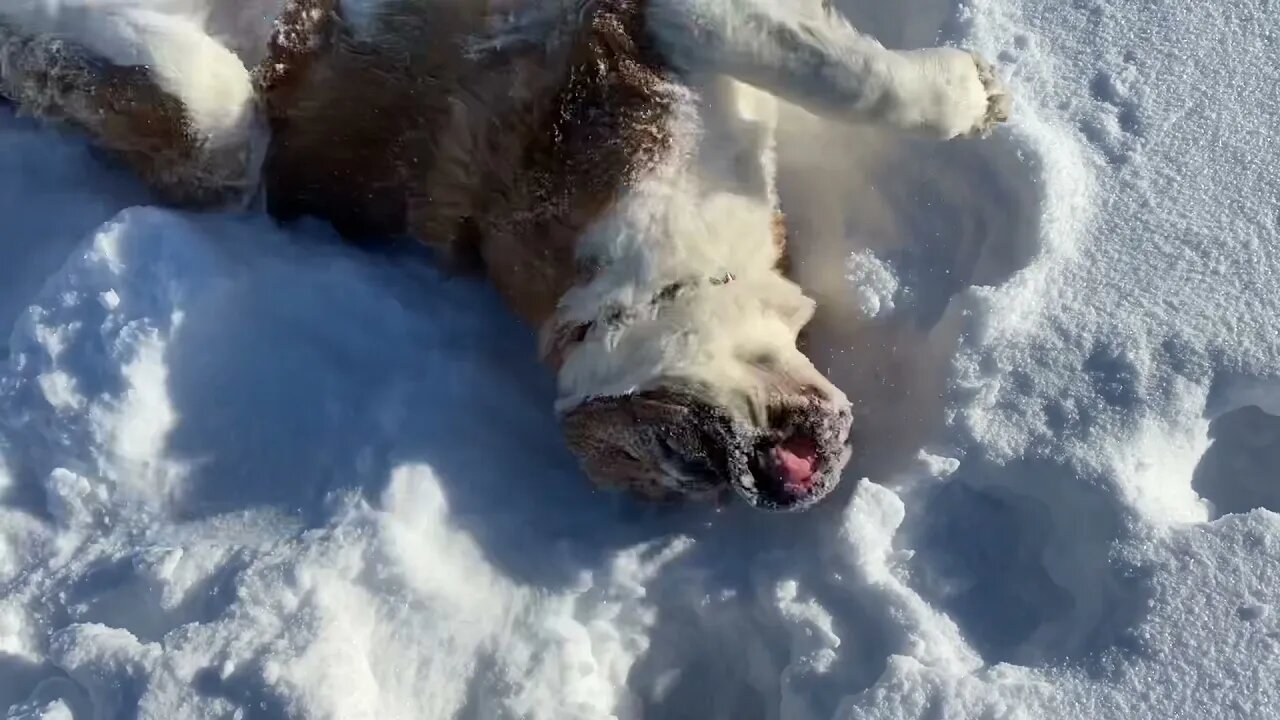 No one loves snow more than a St. Bernard.