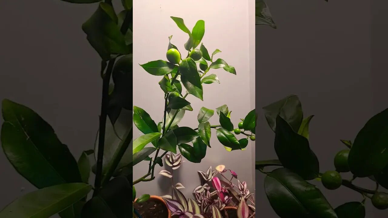 meiwa kumquat citrus tree