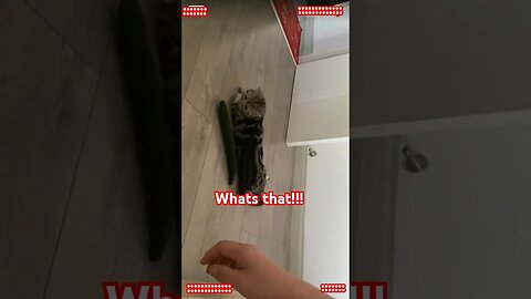 Funny Reactions.