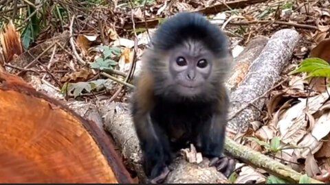 The name of this animal is JAVA LUTUNG inhabitants of the island of Java