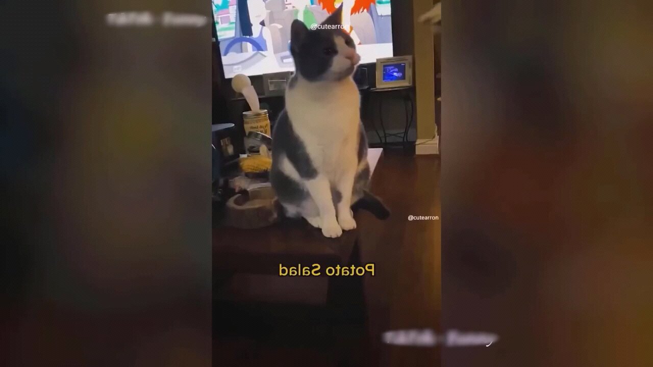 funny animal video
