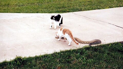 Snake and Cat friends