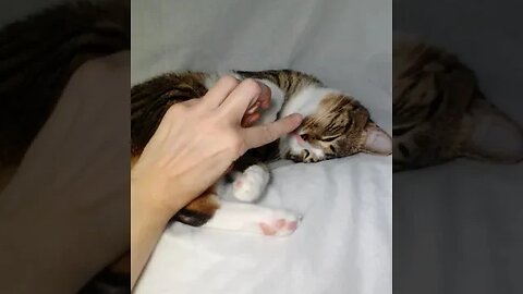 Let Me Sleep, Hooman #shorts