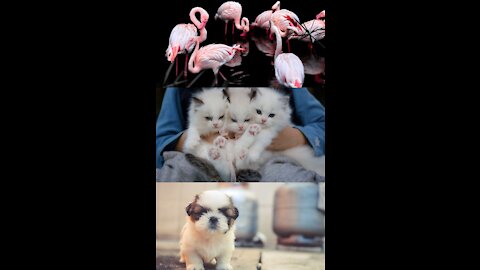 Lovely pets |Cute pets funny collection😂|Pets