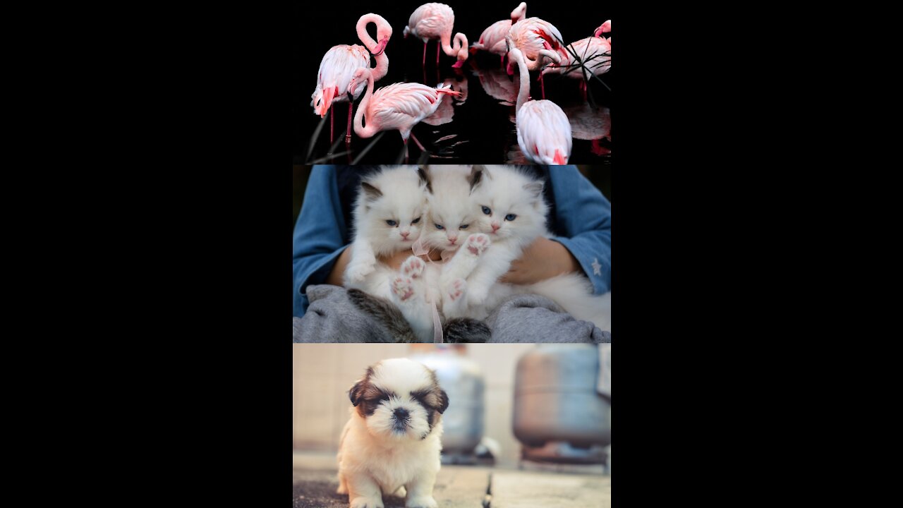 Lovely pets |Cute pets funny collection😂|Pets