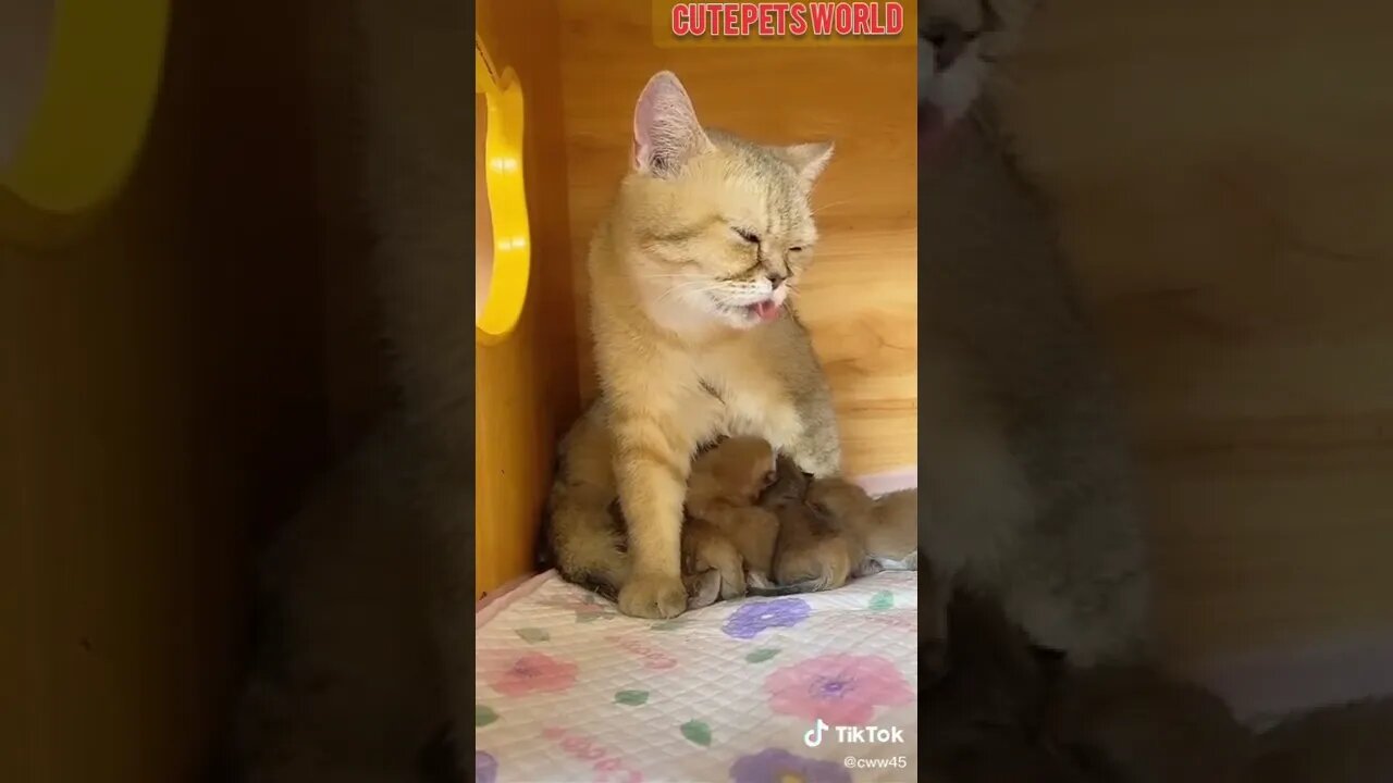 Cute and funny cat videos/#kitten #cat #kitty #funny kitten #funnycat #trending #shorts #tiktok (5)