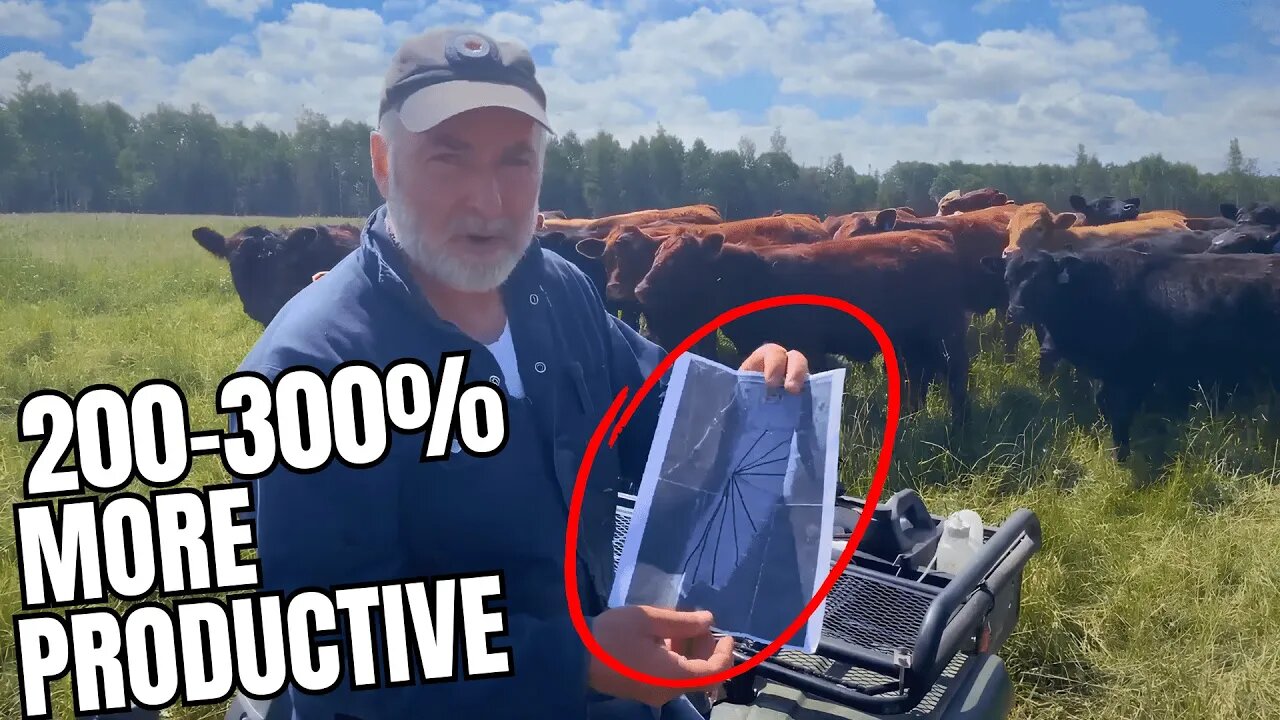 How to Divide Cattle Pasture for MAXIMUM Productivity