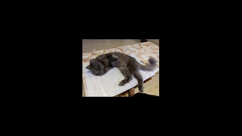 Cat #Sleepy cat