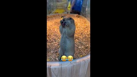Soo funny Chipmunk 😂
