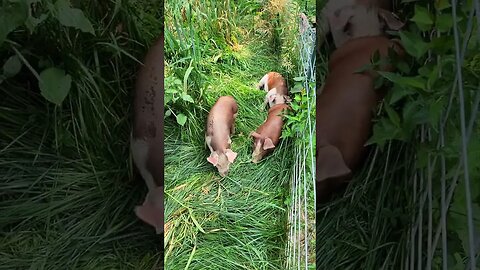 Piglets Cooling off on the Grass @UncleTimsFarm#kärnəvór #carnivore #shorts #hereford #freerangepigs