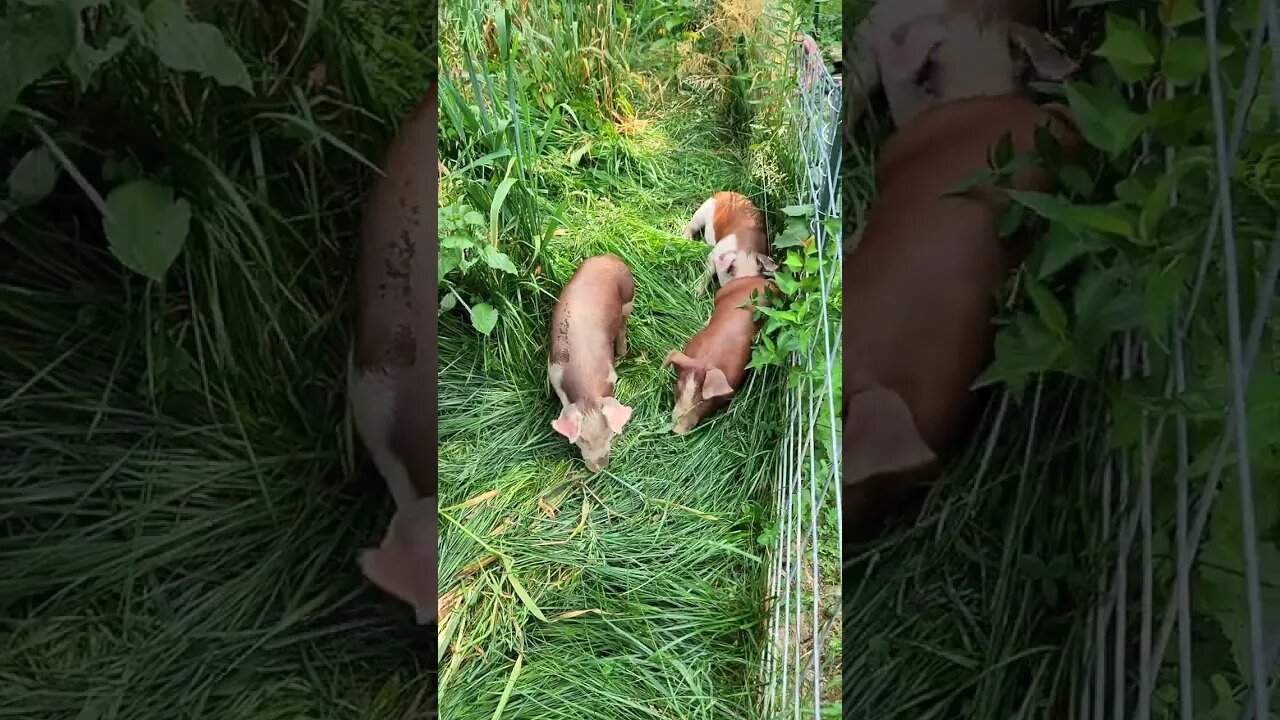Piglets Cooling off on the Grass @UncleTimsFarm#kärnəvór #carnivore #shorts #hereford #freerangepigs