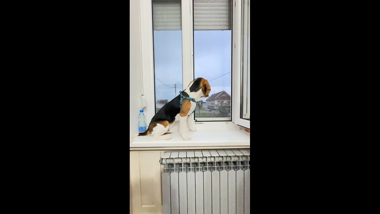 Winston the beagle waiting for the storm