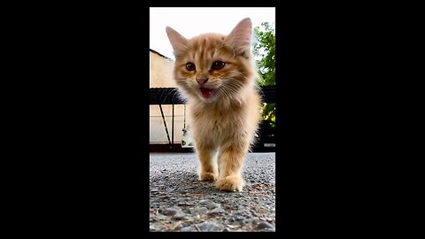 Самый милый котенок