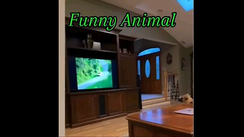 Funny Anmials Video