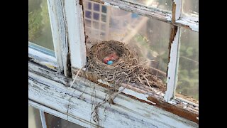 Blue Robin Eggs Hatching