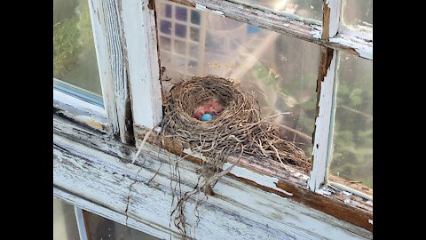 Blue Robin Eggs Hatching