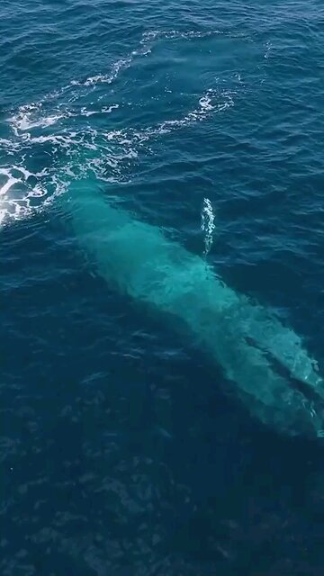 Nature: Blue Whale 🐋 Largest animal to have ever lived feeding on Krill tiny shrimp.