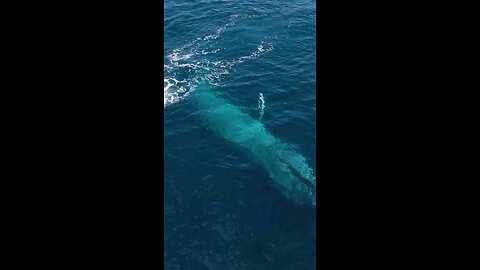 Nature: Blue Whale 🐋 Largest animal to have ever lived feeding on Krill tiny shrimp.