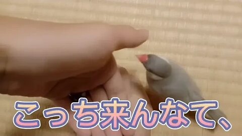 飼い主を嫌う文鳥