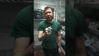 My Top 5 ROLEX Watches (with Chris) | VAULT CHECK #shorts