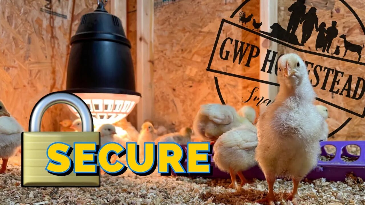 HUGE Predator-Proof Brooder Holds ALL the Baby Chickens!