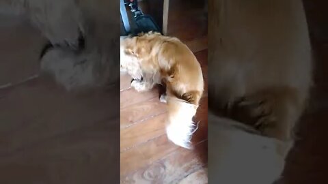 #dogshow , #animals , #dog , #shorts