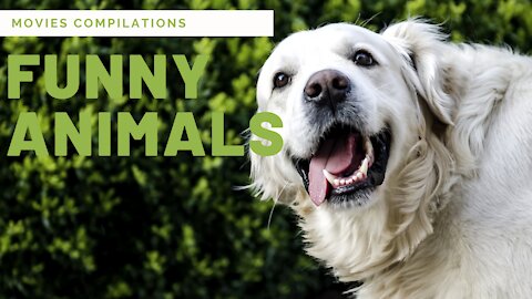 Funny animals may 2021