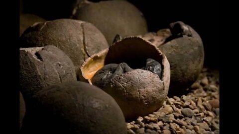 Fully Preserved Baby Dinosaurs Found In China Paranormal News