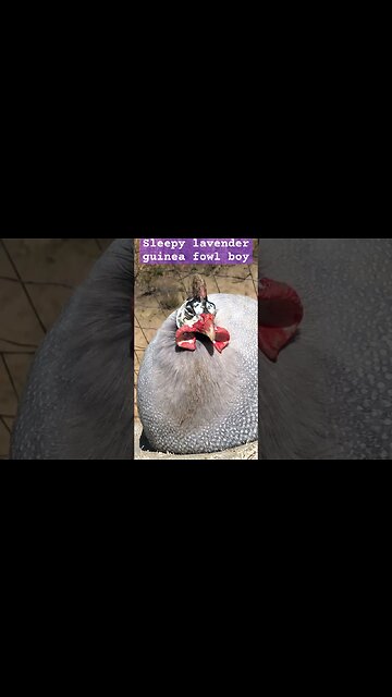 Sleepy lavender guinea fowl 💕