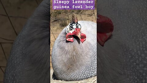 Sleepy lavender guinea fowl 💕