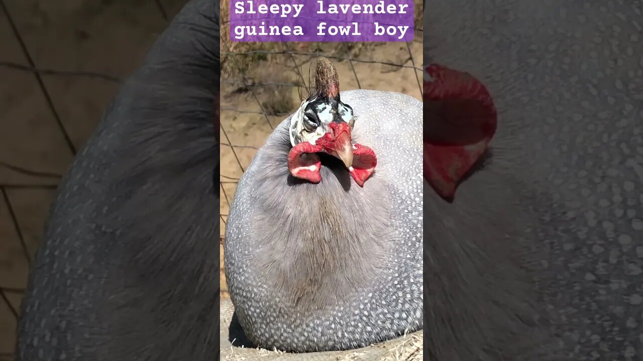 Sleepy lavender guinea fowl 💕
