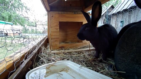 A cute rabbit on a summer day