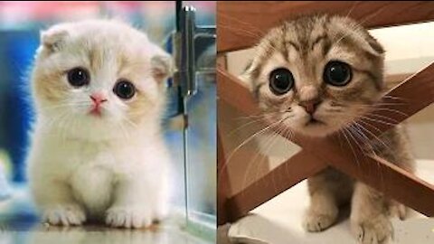 Baby Cats -- Cute and Funny