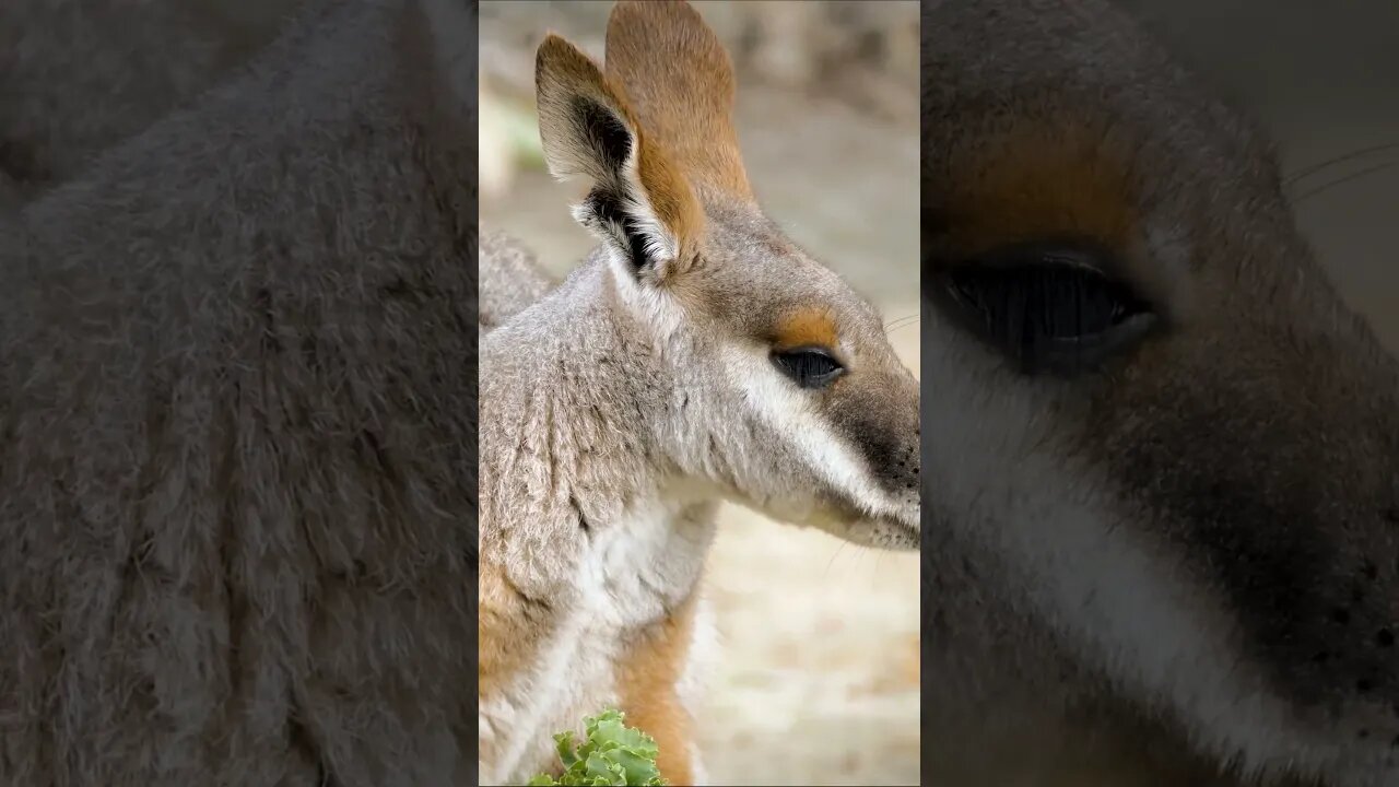 Yellow Footed Rock Wallaby Snack Time #shorts #short