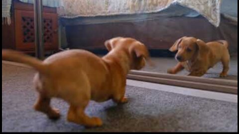 Mirror Prank For Dog Hilarious Reaction Mirror Prank Try not to Laugh So Funny Prank Video 2021