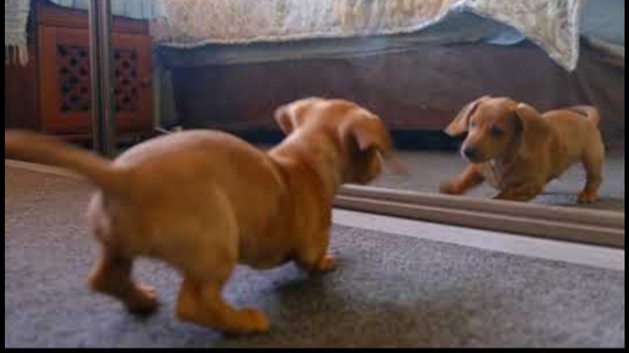 Mirror Prank For Dog Hilarious Reaction Mirror Prank Try not to Laugh So Funny Prank Video 2021