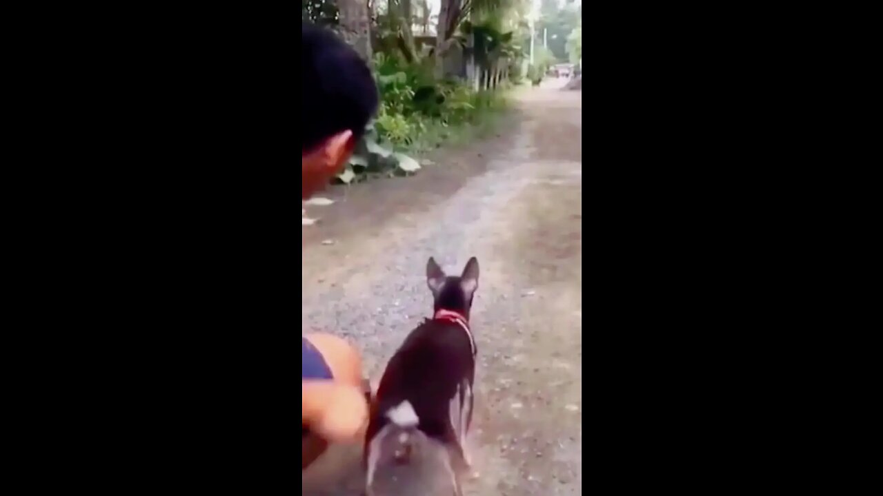 So cute#dogsoftiktok #dog #funny #cute #pet #foryou #fyp