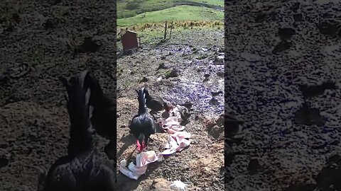 Put a camera on bacon to see which birds liked it