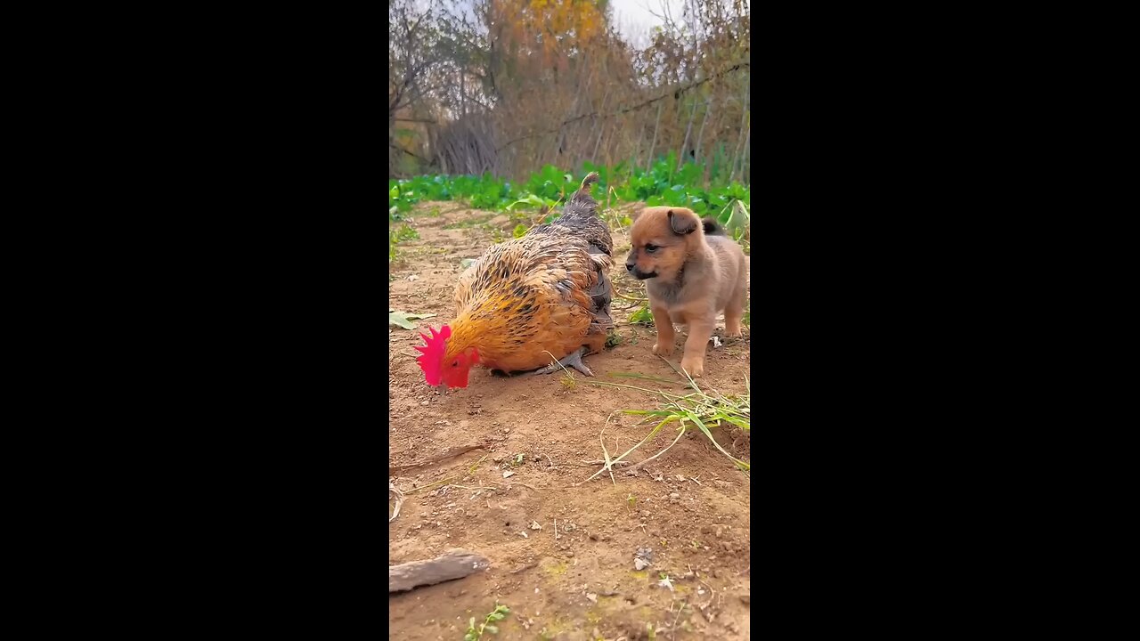 Friendship / puppy and chicken . A beautiful moment