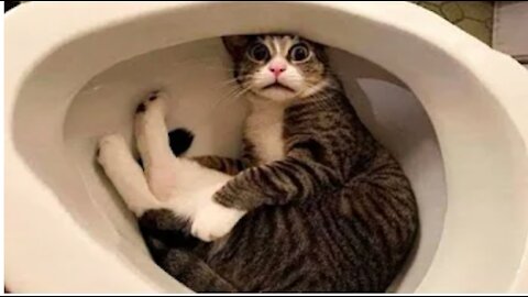 Funny and Cute Cat's Videos!!!!!!!!!!!!!!!!!!!!!!!!!