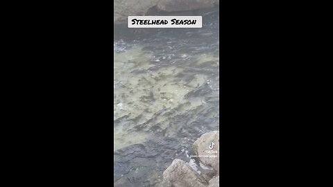 Trout Run