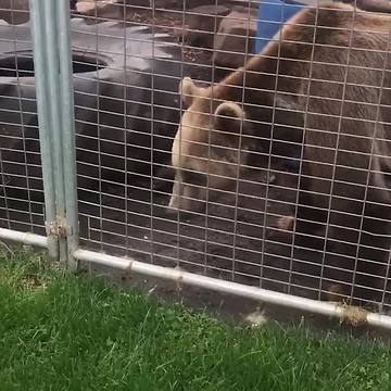 Young Girl Gets More Interested In A Worm Than A Bear