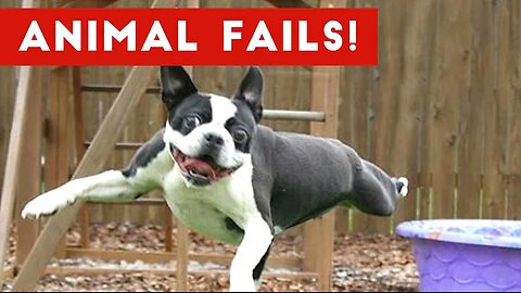 Funniest Animal Fails May 2017 Compilation | Funny Pet Videos